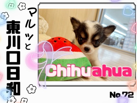 【 マルっと東川口日和No.72 】牛柄模様に注目！ミニマムサイズチワワ！