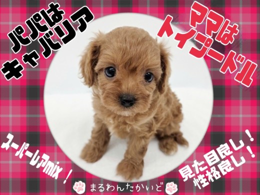 要問い合せ♥️愛しいワンちゃんをお部屋に♥️ハンドペイント　油絵　子犬　多種 📛新入生紹介📛 ＼愛嬌1億満点コロムチべびたん💮💮💯／ お顔の
