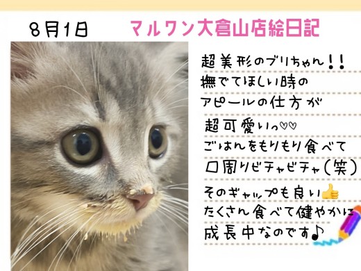 【 ブリティッシュショートヘア 】モリモリ食べて健やかに成長中な甘ブリちゃん!