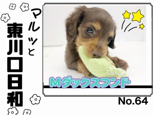 【 マルっと東川口日和No.64 】人懐こさ全開のチョコタンダッちゃんにメロメロ