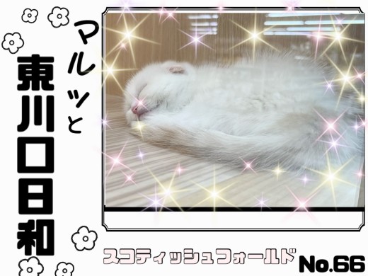 【 マルっと東川口日和No.66 】性格も満点な激カワ垂れ耳スコちゃんが登場！