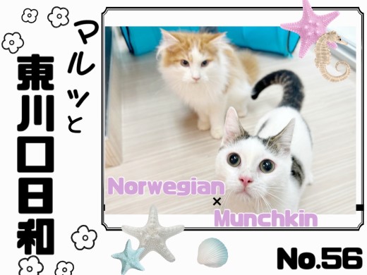 【 マルっと東川口日和No.56 】猫馴れ完璧の短足マンチくんと美形ノル君
