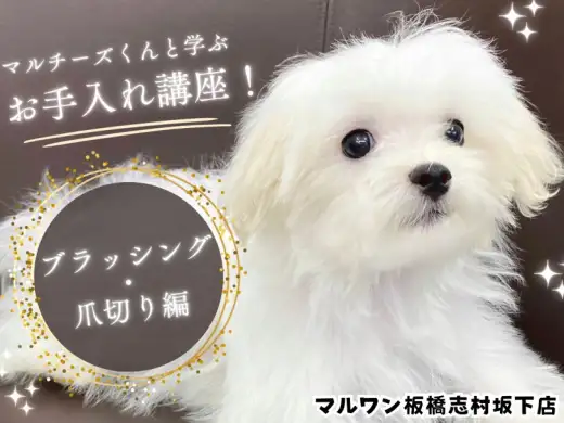 【 子犬のお手入れ 】マルチーズくんと学ぶ！基本のブラッシングと爪切り方法！