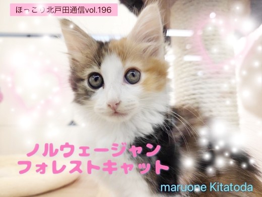 【 ほっこり北通vol.196 】人が大好きな性格！三毛猫模様ノルちゃんの日常