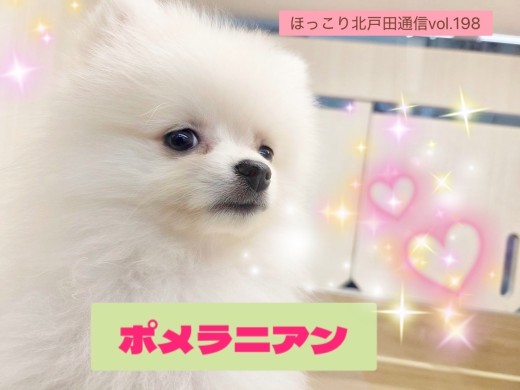【 ほっこり北通vol.198 】遊ぶの大好き！！元気なポメラニアン男子の日常