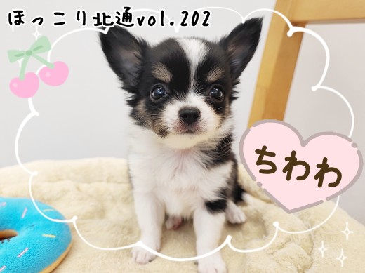 【 ほっこり北通vol.202 】母性本能をくすぐる甘えん坊なチワワの男の子