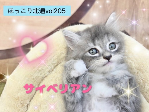 【 ほっこり北通vol.205 】凛々しさと愛嬌を兼ね備えたサイベリアンくん！