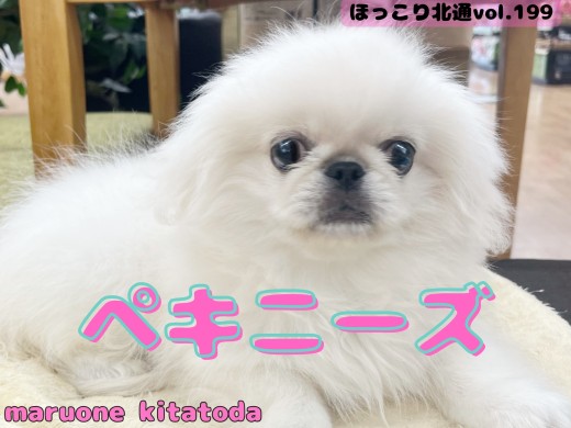 【 ほっこり北通vol.199 】愛嬌No.1！生後3ヶ月を迎えた穏やかな女の子