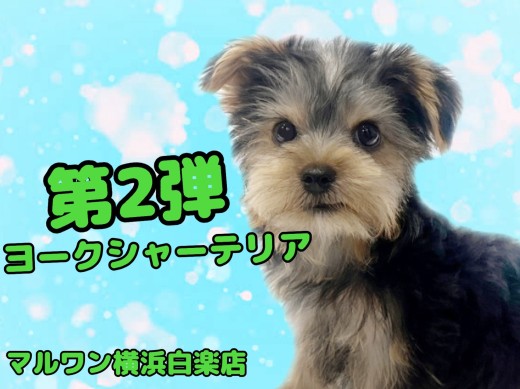 【 ヨークシャーテリア 】生後3ヶ月のヨーキーくん！初めてのシャンプーに密着！