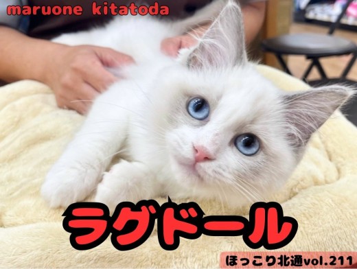 【 ほっこり北通vol.211 】 美しい色合いのプリンセスラグドールちゃん！