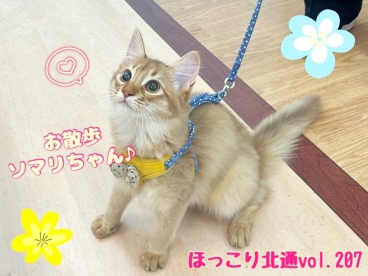 【 ほっこり北通vol.207 】リードデビュー！遊び上手なソマリちゃん