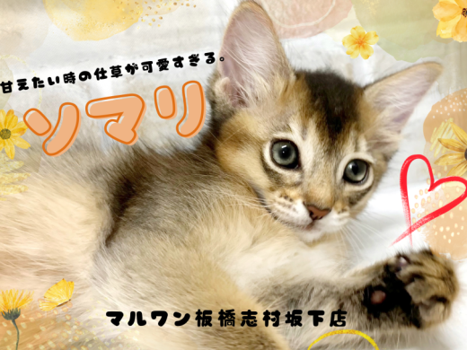 【 ソマリ 】特別な甘え方で虜にするソマリが板橋区にあるペットショップに登場！