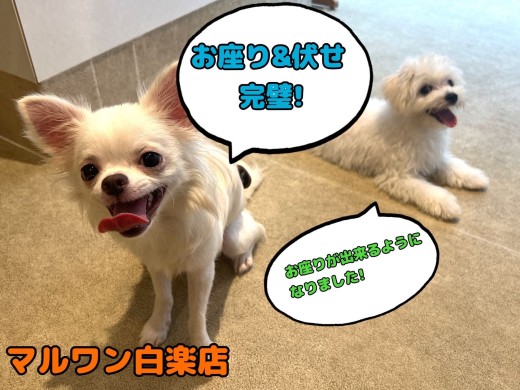 【 しつけブログ 】初心者さま必見！子犬に優しいお座り・伏せのトレーニング方法！