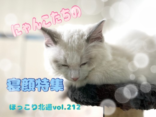 【 ほっこり北通vol.212 】 猫ちゃんたちの幸せ夢時間