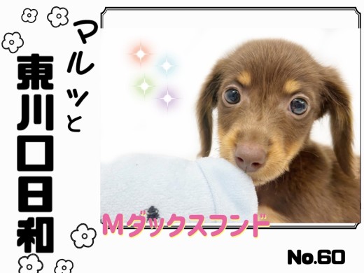 【 マルっと東川口日和No.60 】可愛い仕草に胸キュン必須のダックスちゃん！