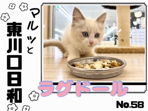 【 マルっと東川口日和No.58 】純白の美少女！癒し系ラグドール現る！