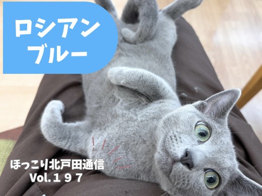 【 ほっこり北通Vol.197 】気品溢れる脱力系甘えん坊ロシアンブルーくん