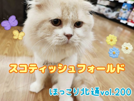 【 ほっこり北通vol.200 】店内は俺の庭！どこでもくつろげるスコくん