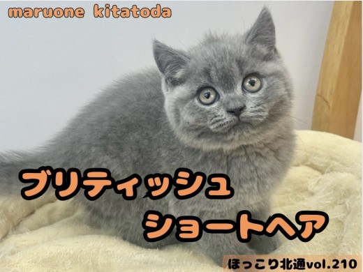 【 ほっこり北通vol.210 】大福のように包み込んでくれるブリティッシュ入店