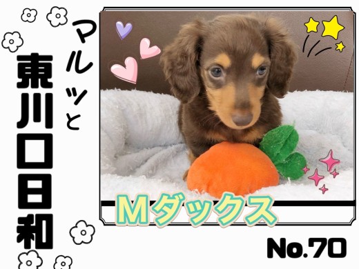 【 マルっと東川口日和No.70 】へそ天メンテナンスに挑戦したダックスちゃん！