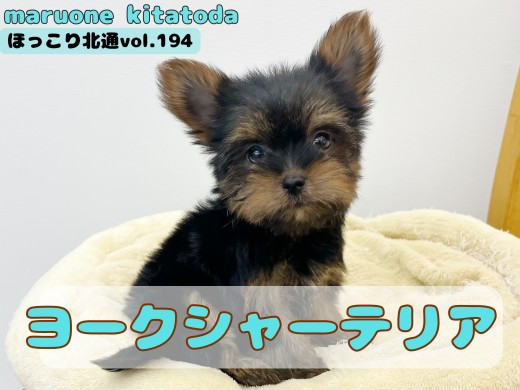 【 ほっこり北通vol.194 】埼玉県に手乗りサイズのミニマムヨーキー登場！