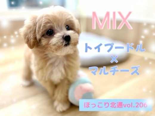 【 ほっこり北通vol.206 】カフェラテ色のMIX犬プーマルちゃん入店！