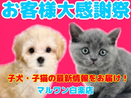 【 お知らせ 】お客様大感謝祭開催中！マルワン横浜白楽店のわんにゃんをご紹介