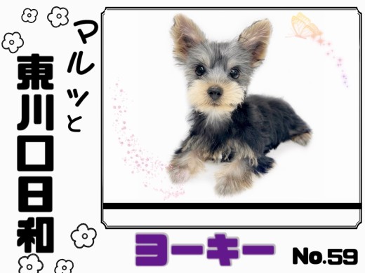 【 マルっと東川口日和No.59 】カットされて更に可愛くなったヨーキーちゃん！