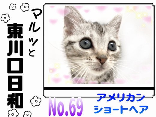 【 マルっと東川口日和No. 69 】模様の美しさにご注目！激かわアメショちゃん