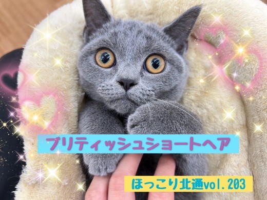 【 ほっこり北通vol.203 】遊ぶのが大好きなわんぱくブリティッシュくん