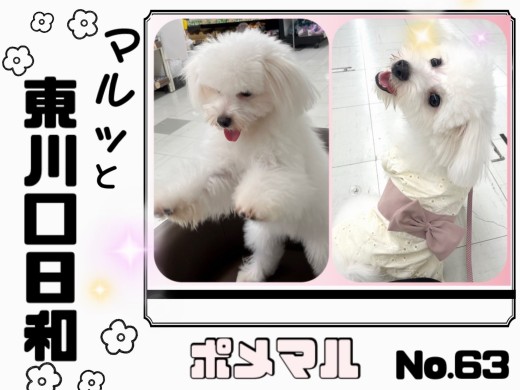 【 マルっと東川口日和No.63 】ポメマルちゃんが幼稚園で遊んできました！