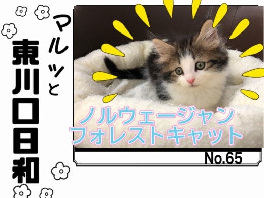 【 マルっと東川口日和No.65 】他には居ない美猫！アイドル猫ノルウェージャン
