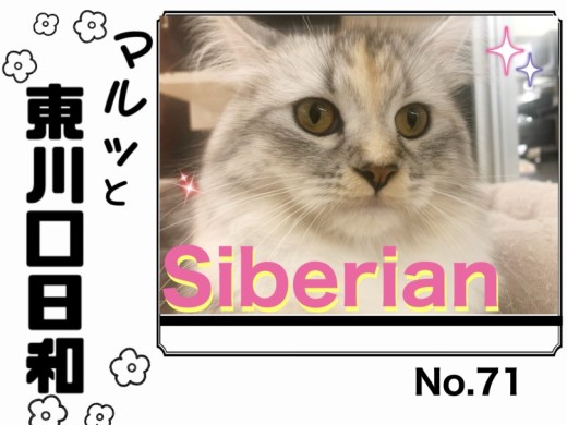 【 マルっと東川口日和No.71 】プレイルームにお引越ししたサイベちゃん！