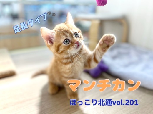 【 ほっこり北通vol.201 】甘えん坊なニューフェイス！足長マンチカンくん
