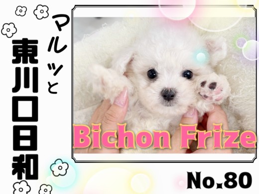 【 マルっと東川口日和No.80 】愛されボディのミニビション到来！