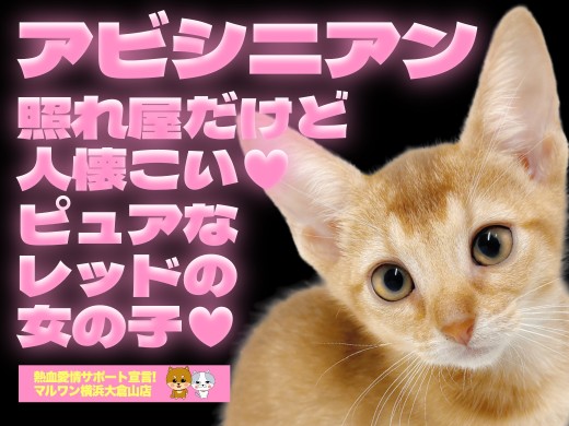 【 アビシニアン 】完璧すぎるお顔立ちとプロポーション!将来有望の良血統!