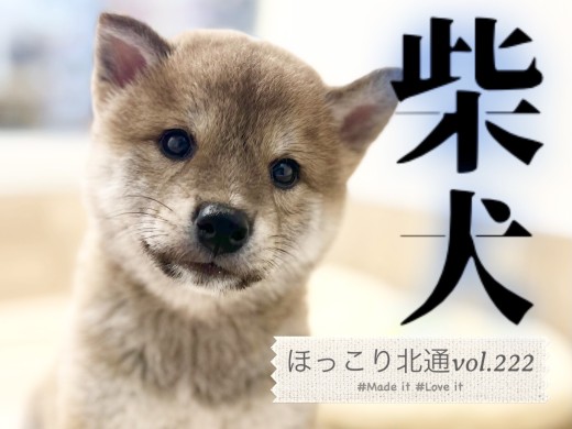 【 ほっこり北通vol.222 】こんにちは！ボク柴犬です！