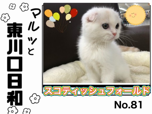 【 マルっと東川口日和No.81 】食欲・元気オールパーフェクトなスコちゃん！