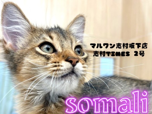 【 ソマリ 】モデルさんのようなスタイルと性格で皆を虜にしちゃうソマリくん