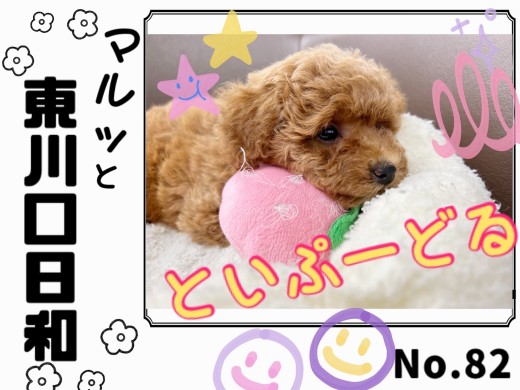 【 マルっと東川口日和No.82 】新しいものにドキドキなトイプーちゃん！