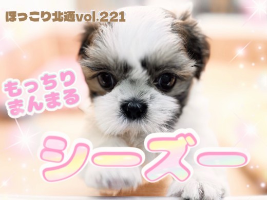 【 ほっこり北通vol.221 】もっちりまんまるシーズーちゃん！