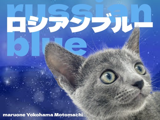 【 ロシアンブルー 】優雅な見た目が魅力的なロシブルちゃんが横浜元町店に登場!