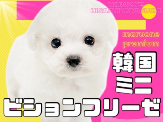 【 ビションフリーゼ 】争奪戦必須!超話題の韓国ミニビションが東川口店初登場!