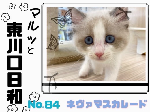 【 マルっと東川口日和No.84 】超希少種のネヴァマスカレードくんが到来！？