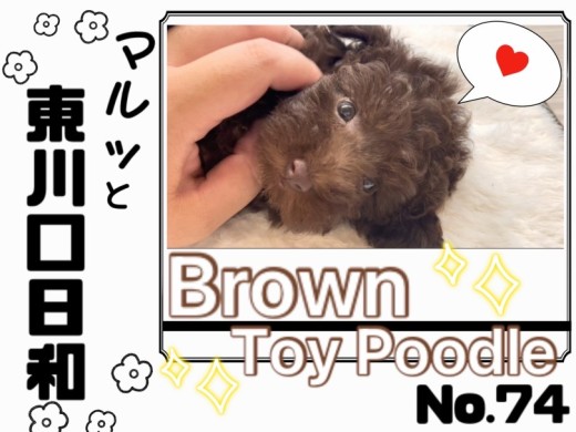 【 マルっと東川口日和No.74 】激かわスマイル炸裂！希少なトイプードルちゃん