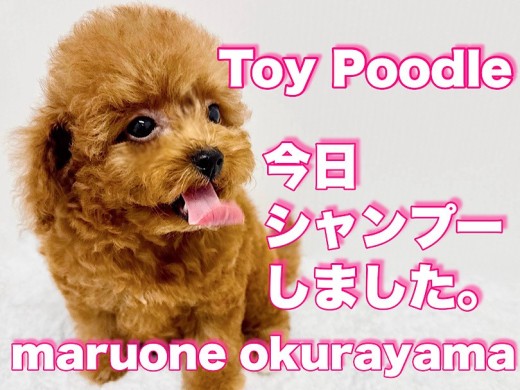 【 トイプードル 】賢きプリンス!お手入れとお留守番トレーニングが出来ちゃった!