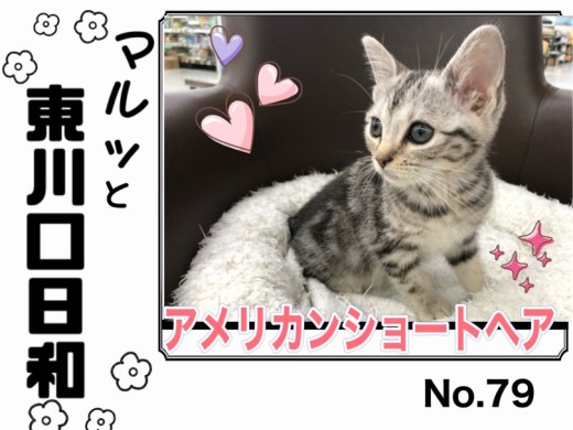 【 マルっと東川口日和No.79 】躍動感溢れる姿に注目のアメショちゃん