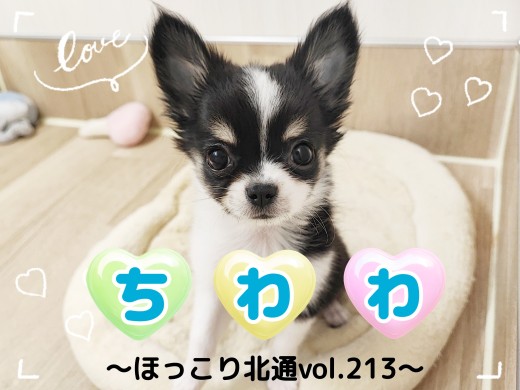 【 ほっこり北通vol.213 】賢くて人が大好きな甘えん坊チワワくん！