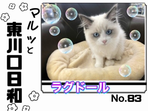 【 マルっと東川口日和No.83 】超美猫ラグちゃん！華麗な猫じゃらしの舞