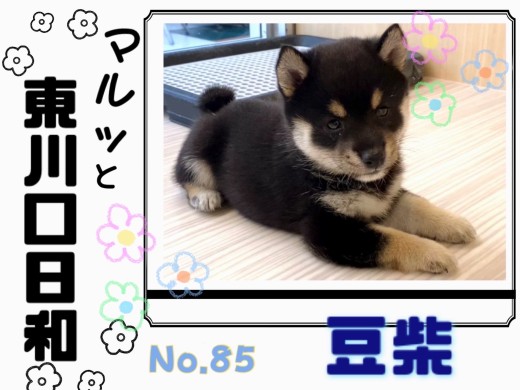 【 マルっと東川口日和No.85 】どんな時でもマイペースな黒豆柴くん！